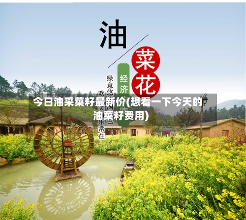 今日油采菜籽最新价(想看一下今天的油菜籽费用)-第3张图片